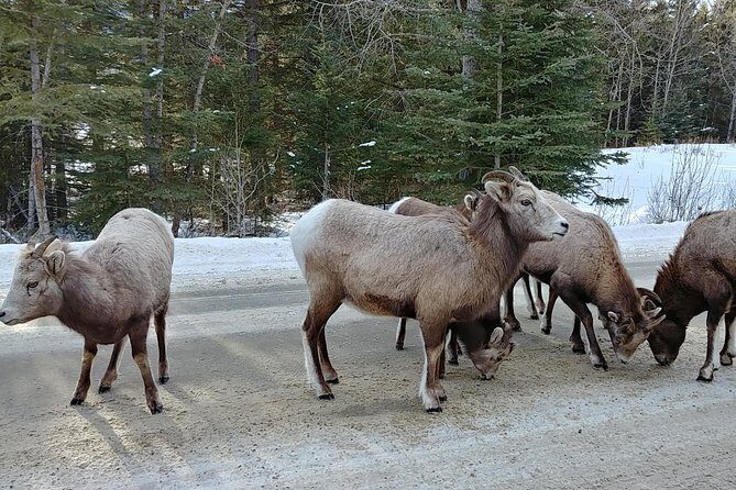 6 Day Canadian Rocky Mountains Explorer Private Tour - Authentic Experiences and Genuine Value
