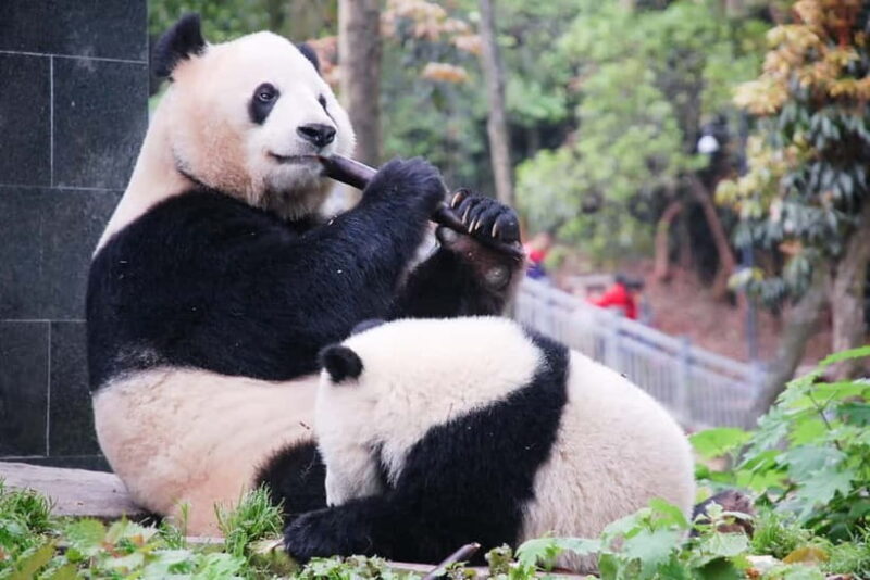 6 Day Chengdu & Jiuzhaigou Leisure Journey - Key Points