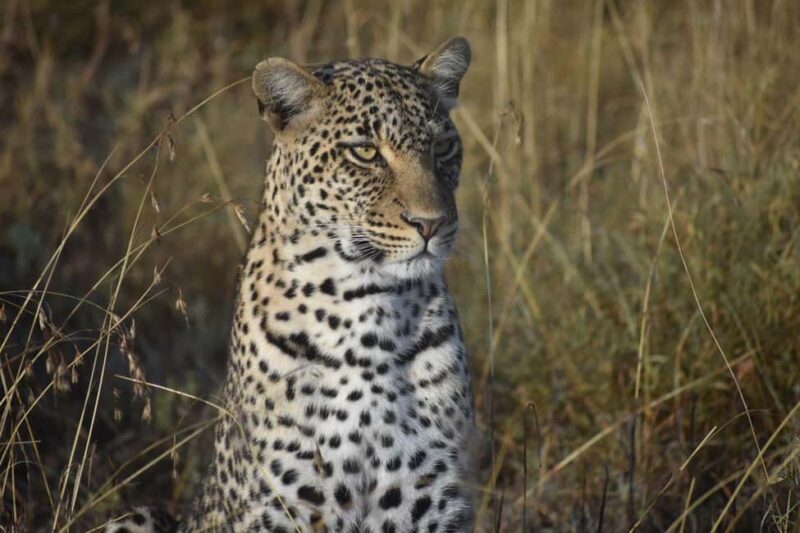 6-Day Comfort Safari to Tarangire, Serengeti, and Ngorongoro - Key Points