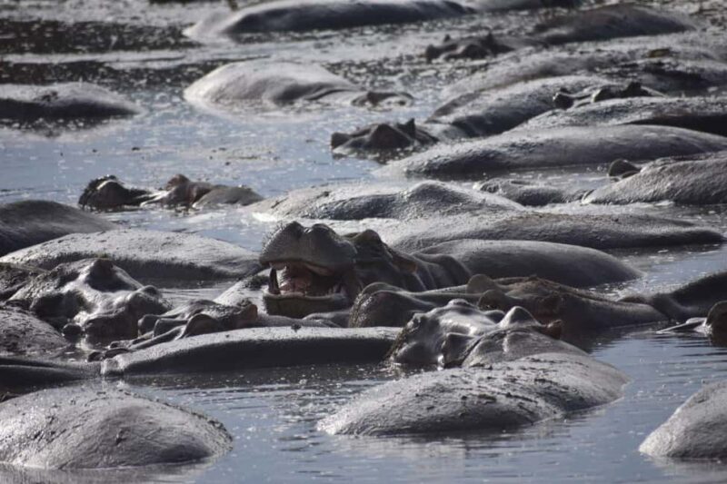 6-Day Comfort Safari to Tarangire, Serengeti, and Ngorongoro - Practical Considerations