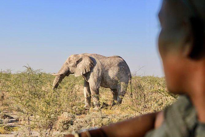 6-Day Dunes and Wildlife Accommodated Safari from Windhoek - Who Is This Tour Best For?