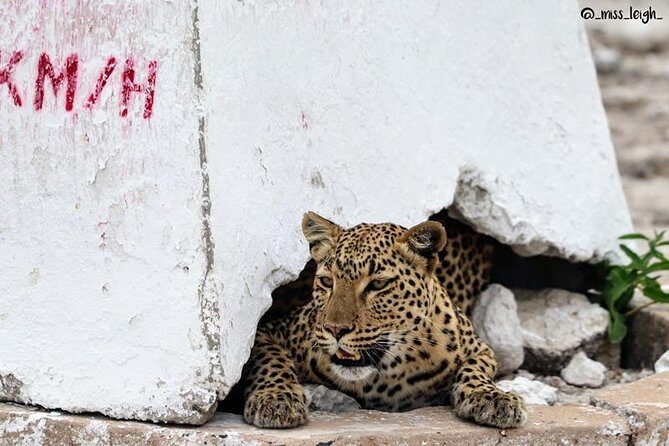 6-Day Dunes and Wildlife Accommodated Safari from Windhoek - FAQs