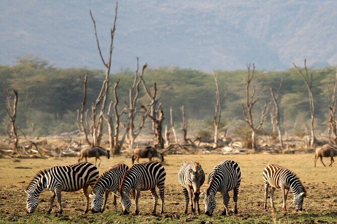 6 Day: Epic Northern Safari - Introduction: Discovering the Heart of Tanzania’s Wilderness