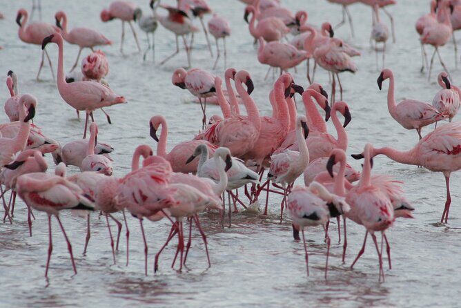 6 Day: Epic Northern Safari - Key Points
