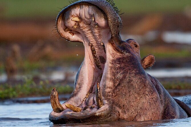 6 Day: Epic Northern Safari - Who Will Love This Tour?