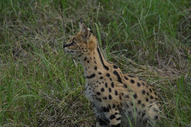 6-Day Essence of Serengeti & Ngorongoro Migration Safari - An Overview of the Safari Experience