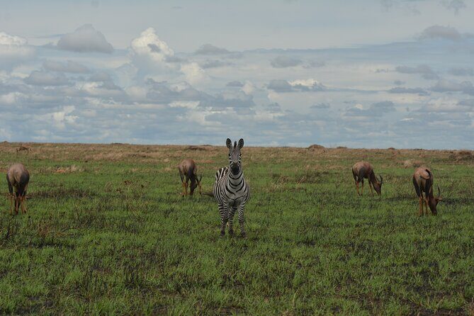 6-Day Essence of Serengeti & Ngorongoro Migration Safari - Pricing and Value