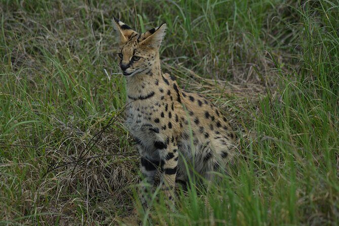 6-Day Essence of Serengeti & Ngorongoro Migration Safari - FAQ