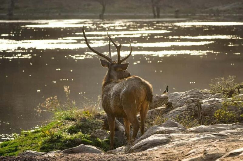 6-Day Golden Triangle Tour: Taj Mahal, Jaipur & Ranthambore - Key Points