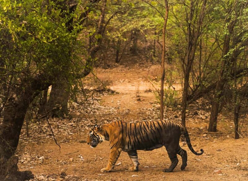 6-Day Golden Triangle Tour: Taj Mahal, Jaipur & Ranthambore - Overview and Practicalities