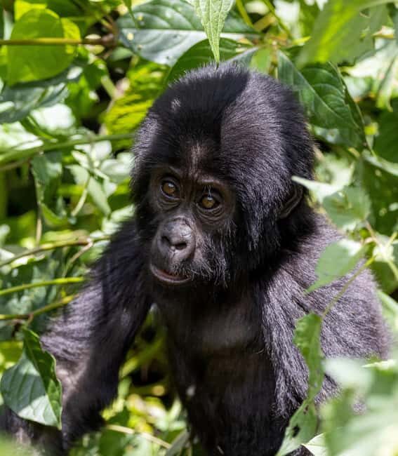 6 Day Gorilla tracking and Wildlife Safari - Key Points