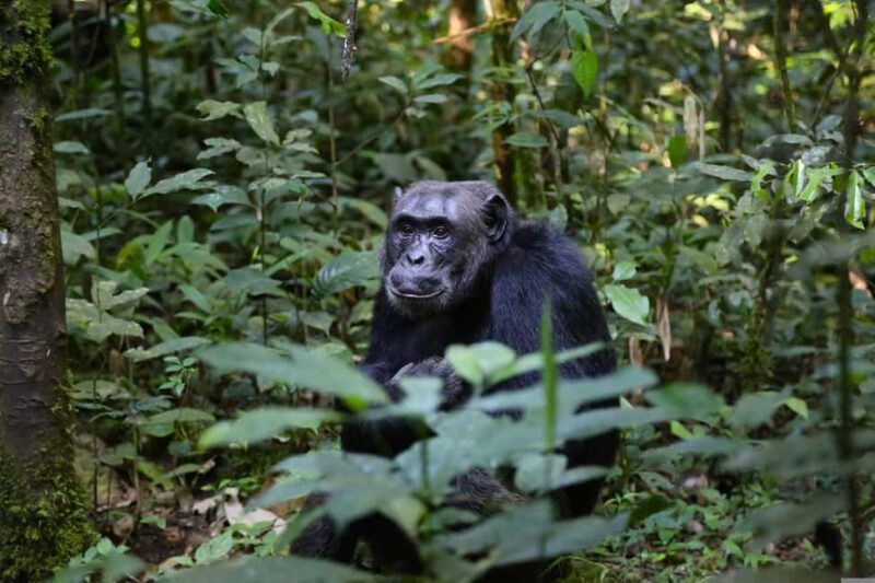 6 Day Gorilla tracking and Wildlife Safari - A Closer Look at the 6-Day Uganda Safari Experience