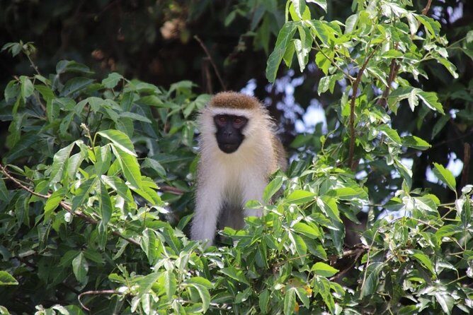 6 Day Gorillas, Golden Monkeys and Chimp Trek at Kibale - Why This Tour Offers Great Value