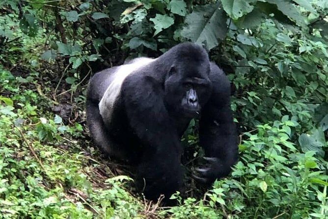 6 Day Gorillas, Golden Monkeys and Chimp Trek at Kibale - Who Will Love This Tour?