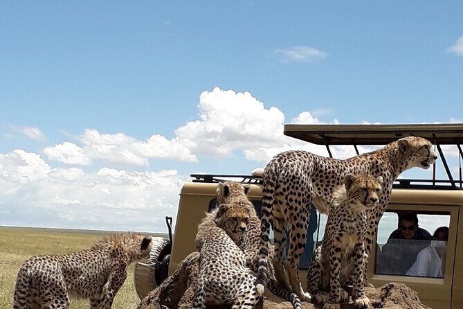 6 Day Group Camping Safari Tarangire Serengeti Ngorongoro Manyara - Key Points