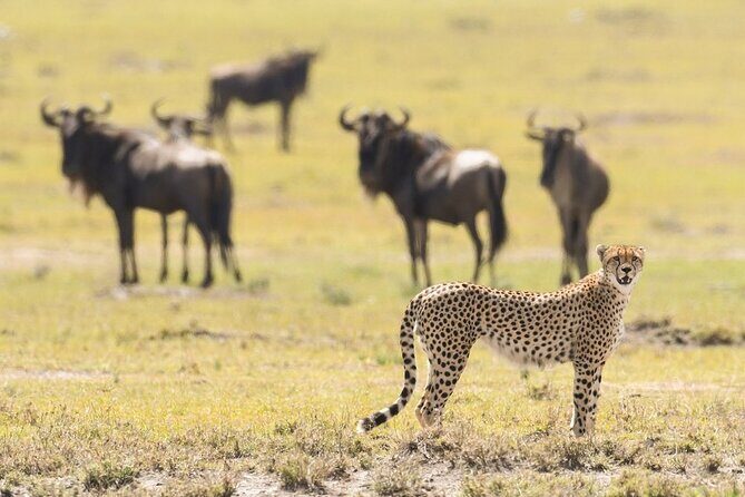 6-Day Honeymoon Safari Tour Package in Tanzania - An In-Depth Look at the Tanzania Safari Experience