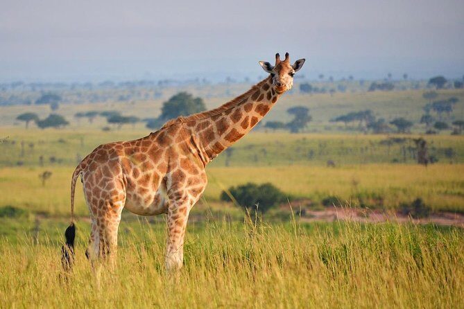 6-day Hwange, Chobe & Victoria Falls Combo - An In-Depth Look at the 6-Day Safari