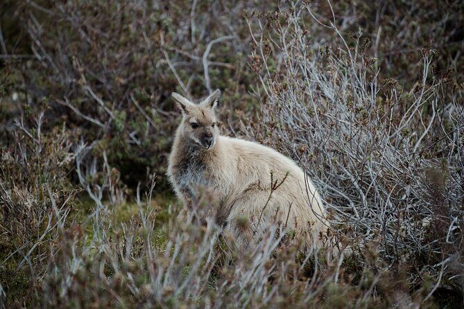 6 Day Island Icons Tassie Day Tour Bundle - FAQs