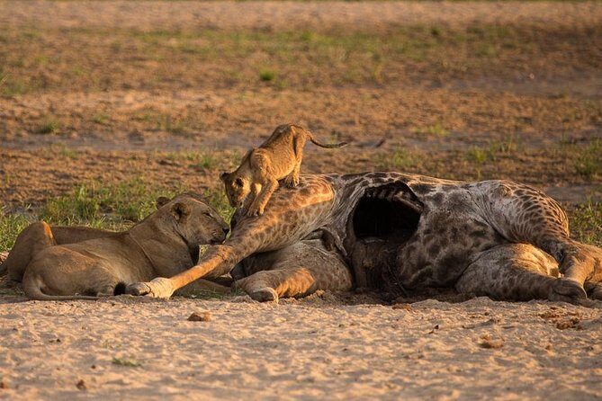 6-Day Kenya and Tanzania safari - What Makes This Safari Special?