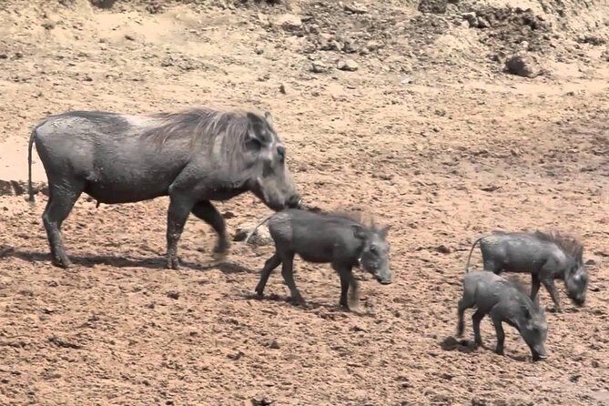 6-Day Kenya and Tanzania safari - Final Thoughts