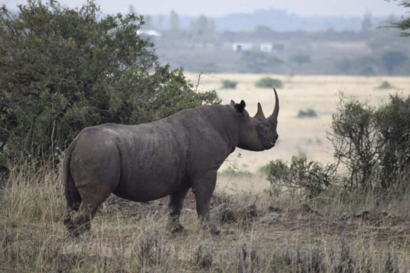 6-Day kenya safari to Amboseli and Tsavo west & East. - An In-Depth Look at the Itinerary