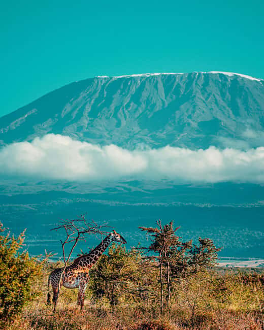 6 Day Kilimanjaro Machame Route - An Honest Look at the 6-Day Machame Route Experience