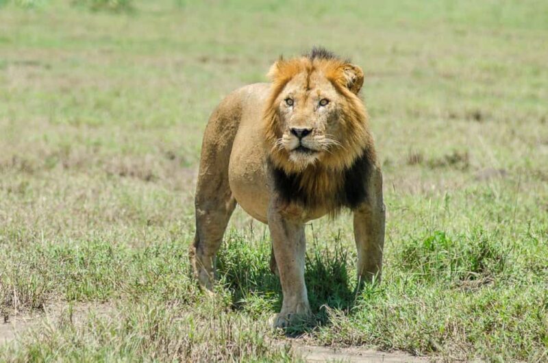 6-Day Lake Mburo NP Queen Elizabeth NP & Murchison Falls - Key Points