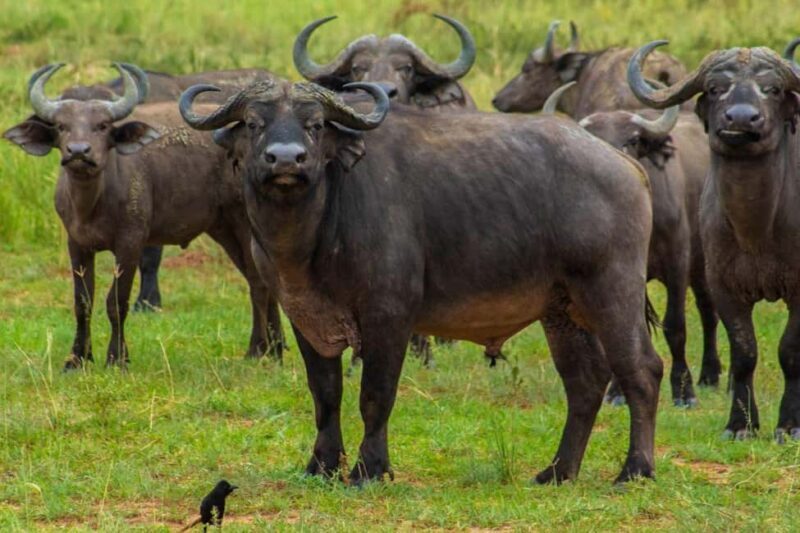 6-Day Lake Mburo NP Queen Elizabeth NP & Murchison Falls - A Deep Dive into the 6-Day Uganda Safari