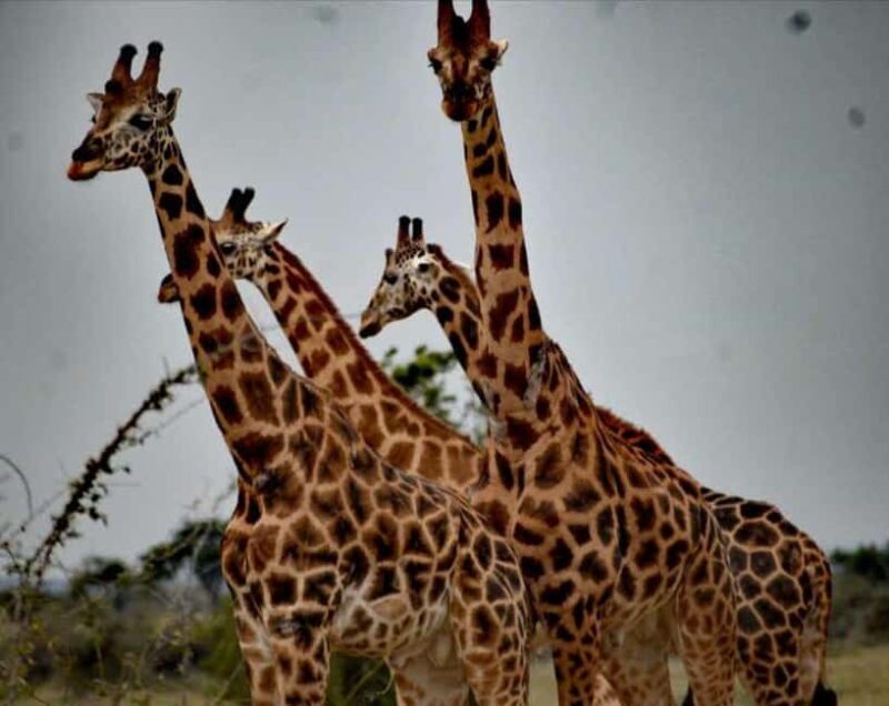 6-Day Lake Mburo NP Queen Elizabeth NP & Murchison Falls - Who Should Consider This Tour?