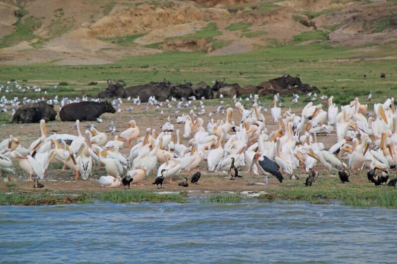 6-Day Lake Mburo NP Queen Elizabeth NP & Murchison Falls - FAQs