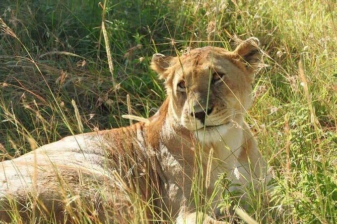 6 Day Maasai Mara, Lake Nakuru, Amboseli National Park - What You’ll Love About This Safari