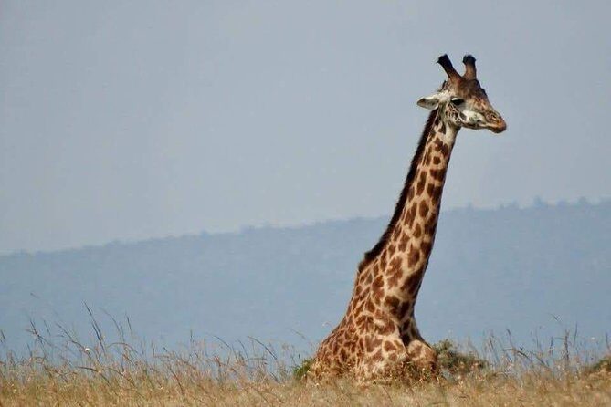 6 Day Maasai Mara, Lake Nakuru, Amboseli National Park - Practical Details: Transportation, Pricing, and More