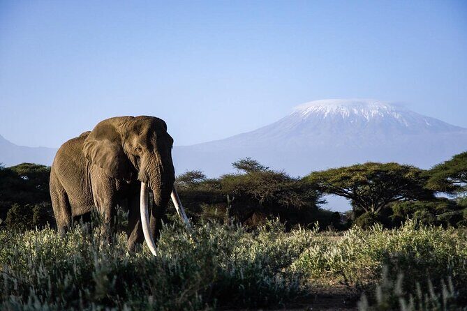 6-Day Maasai Mara, Lake Nakuru and Amboseli Safari - Final Thoughts: Who Should Consider This Safari?