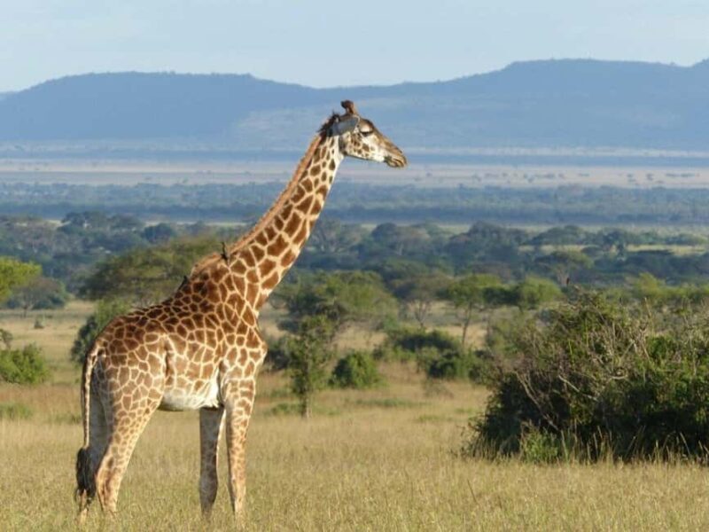 6-Day Majestic Tanzania - High - End - What Makes This Tour Stand Out?