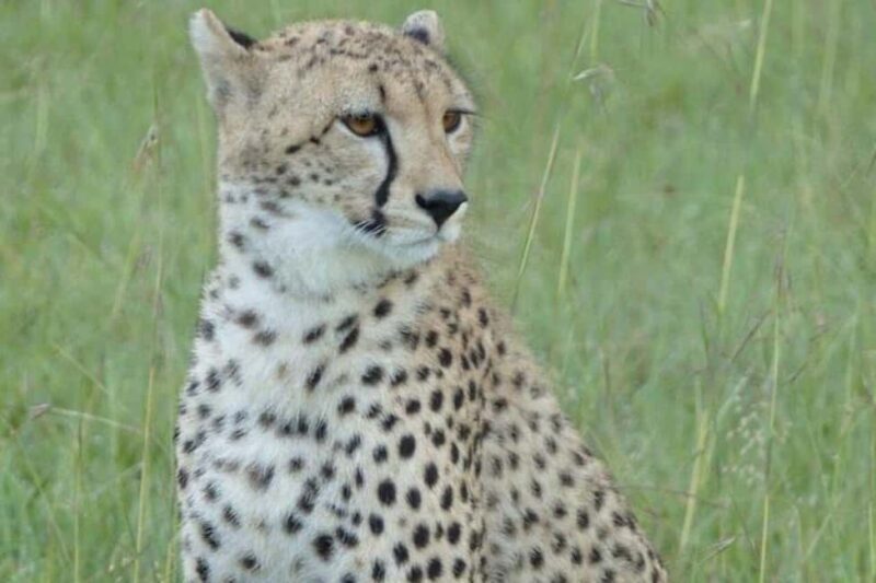6 Day - Manyara, Serengeti, Ngorongoro & Tarangire Safari - Key Points