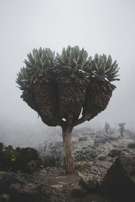 6-Day Marangu Route Kilimanjaro Climb - Starting at Mandara Huts: The Rainforest Entrance