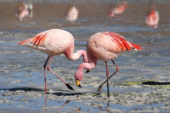 6-Day Masai Mara, Nakuru, Amboseli Budget Joining Safari - The Sum Up