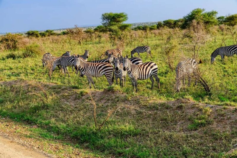 6-Day Mid-Luxury Highlights of Tanzania - Day-by-Day Breakdown: What You’ll Experience