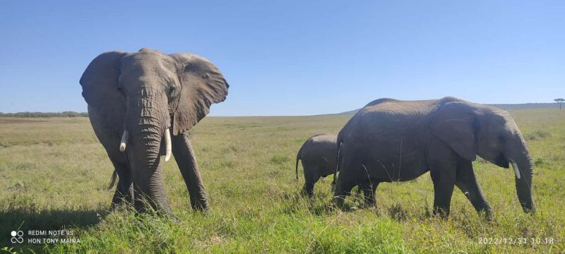 6-Day Mid-Luxury Safari: Luxury Accommodation - Key Points