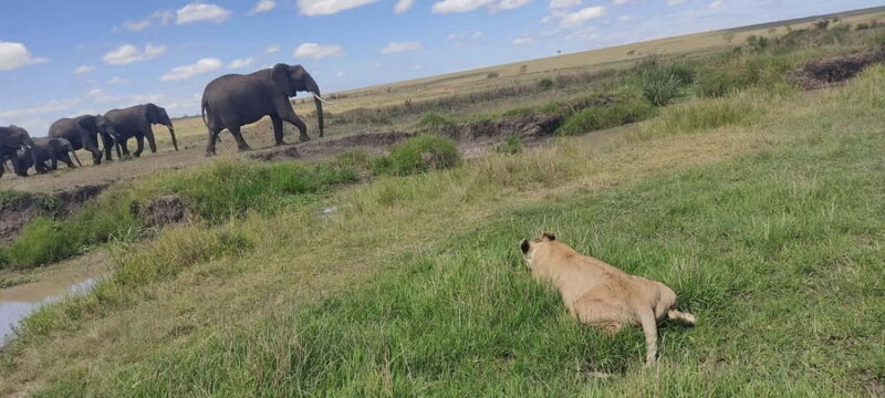 6-Day Mid-Luxury Safari: Luxury Accommodation - Starting in Nairobi, then heading to Amboseli