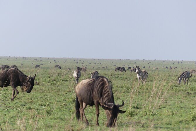 6-Day Northern Safari - FAQ
