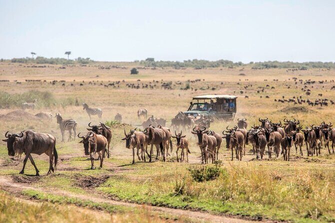 6-Day Private Landcruiser Safari to Masai Mara, Nakuru & Amboseli - What Makes This Tour Stand Out?