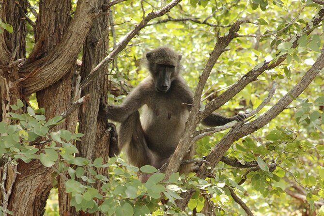 6-Day Private South to North Kruger National Park Tour - Day 4: A Green Oasis at Letaba
