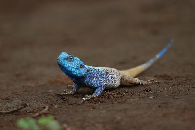 6-Day Private South to North Kruger National Park Tour - Day 5: The Northern Wilderness at Shingwedzi