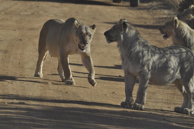 6-Day Private South to North Kruger National Park Tour - Day 6: Final Encounters at Punda Maria
