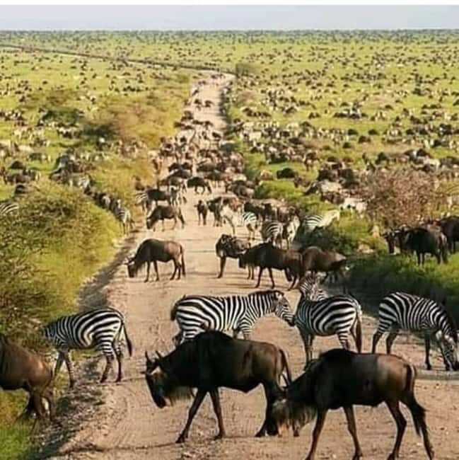 6-Day Private Wildlife and Cultural Tourism Safari - Serengeti: The Iconic Plains