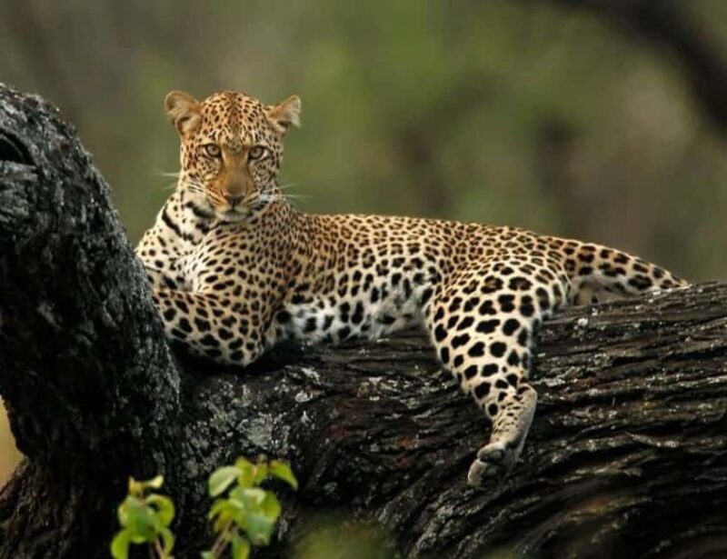 6-Day Private Wildlife and Cultural Tourism Safari - Final Day at Ngorongoro and Return to Arusha