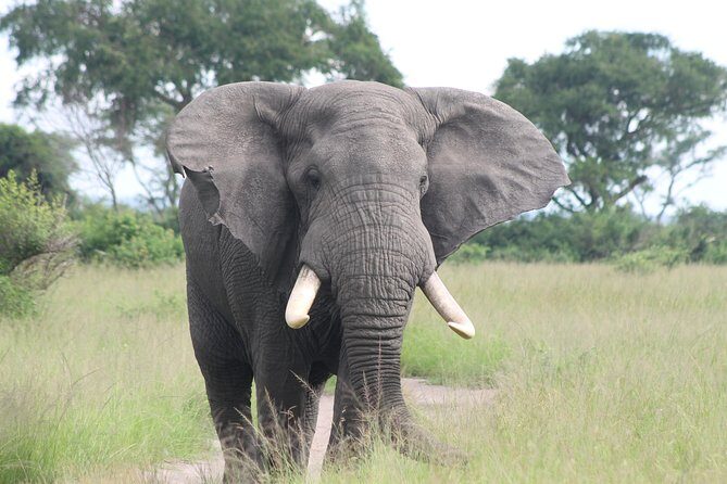 6-Day Queen Elizabeth and Mburo Luxury Safari - Who Will Benefit Most?