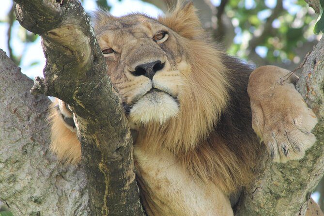 6-Day Queen Elizabeth and Mburo Luxury Safari - Final Thoughts