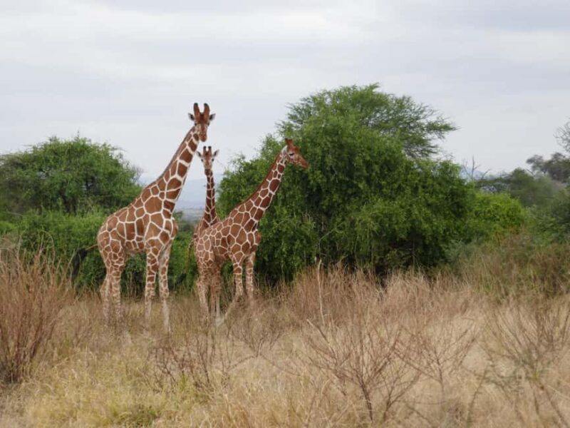 6-Day Safari Adventure: Samburu, Aberdare and Lake Naivasha - Key Points